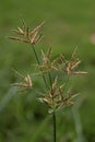 Cyperus rotundus Royalty Free Stock Photo