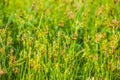 Cyperus rotundus flowers