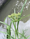 Cyperus strigosus or Straw-colored flatsedge flower. Royalty Free Stock Photo