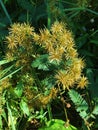Cyperus strigosus or False nutsedge or Straw-colored flatsedge flower.