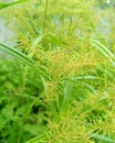 Cyperus Strigosus Royalty Free Stock Photo