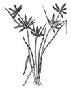 Cyperus vintage illustration