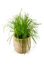 `Cyperus Zumula` or common cat grass used as a feed supplement for cat to help them throw up indigestible hair balls