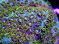 Cyphastrea coral