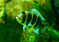 Cyphotilapia frontosa, also called the front cichlid and frontosa cichlid