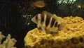 Cyphotilapia Frontosa fish in Zoo. Underwater video of fish head closeup