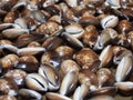 Cypraea caputserpentis closeup wallpaper Royalty Free Stock Photo