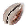 Cypraea Tigris Tiger Cowrie Royalty Free Stock Photo
