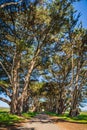 Cypres tree tunnel at point reyes national seashore