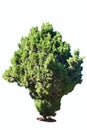 Cypress Royalty Free Stock Photo