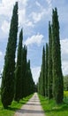 Cypress alley Royalty Free Stock Photo