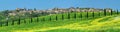 Cypress Alley at Montalcino Royalty Free Stock Photo