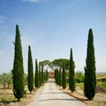 Cypress alley in Tuscany Royalty Free Stock Photo