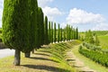 Cypress Alley in Tuscany