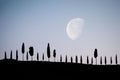 Cypress alley under the moonlight Royalty Free Stock Photo