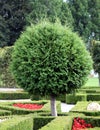 Cypress American Dwarf Thuja occidentalis cultivated form on the stem