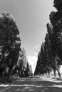 Cypress avenue of Saint Guido