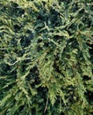 Cypress background dark green color