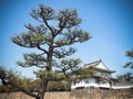 Cypress bonsai tree In the park