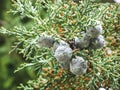 Cypress branch with blue green seeds close up.