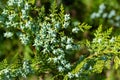 Cypress branch cedar is an evergreen coniferous tree. Royalty Free Stock Photo