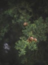 Cypress branch with cones close-up in dark colors Royalty Free Stock Photo