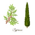 Cypress branch and tree . Cupressus sempervirens Royalty Free Stock Photo