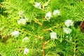 Cypress branches with fruits close-up