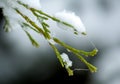 Cypress branches under snow
