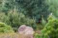 Cypress bushes and decorative conifer trees around the stone in the garden