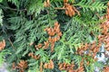 Cypress cedar tree branch with bunch of brown cones. Evergreen thuja bush Royalty Free Stock Photo