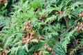 Cypress cedar tree branch with bunch of brown cones. Evergreen thuja bush Royalty Free Stock Photo