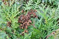 Cypress cedar tree branch with bunch of brown cones. Evergreen thuja bush Royalty Free Stock Photo