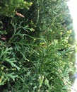 Cypress cedar tree branch. Thuja occidentalis bush is evergreen coniferous tree in cypress family Cupressaceae