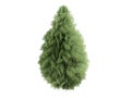 Cypress (Chamaecyparis lawsoniana) Royalty Free Stock Photo