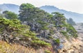 Cypress Coastal Scrub at Point Lobos Royalty Free Stock Photo