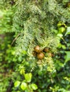 Cypress cone on a branch Royalty Free Stock Photo