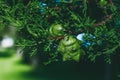 cypress cones on a branch, close-up. Plants and trees. Royalty Free Stock Photo