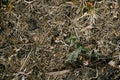 Cypress cones in dry grass on the ground. Royalty Free Stock Photo