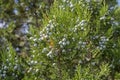 Cypress cones of a juniper.