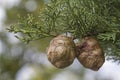 Cypress cones on tree Royalty Free Stock Photo