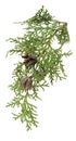 Cypress with cones. Is used for for beauty, skin care, wellness. Alternative medicine. Isolated