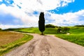 A cypress in a countryside street in Tuscany