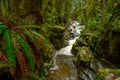 Cypress Creek running through a rough terrain in a dark rainforest with Douglas fir and western red cedar trees covered in moss