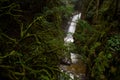 Cypress Creek running through a rough terrain in a dark rainforest with Douglas fir and western red cedar trees covered in moss