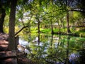 Cypress Creek in Wimberley Texas Royalty Free Stock Photo