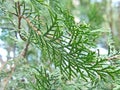 Cypress Cupressus a genus of evergreen trees and shrubs with a pyramidal or spreading crown. The leaves are small, needle-shaped