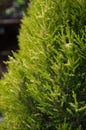 cypress Cupressus macrocarpa