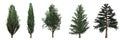 Cypress Cupressus and Pine Pinoideae trees collection isolated on white background.