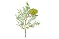 Cypress  Cupressus sempervirens foliage and green cone Royalty Free Stock Photo